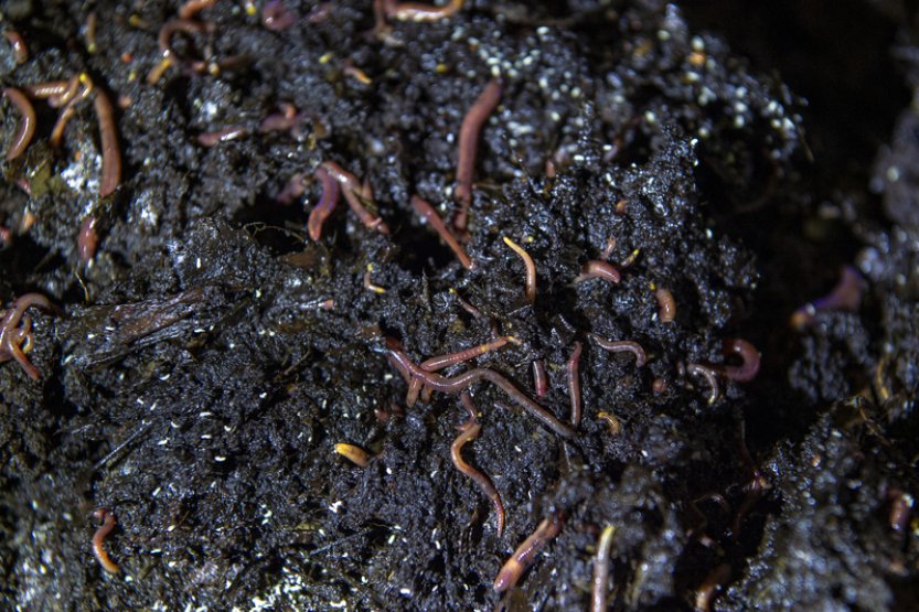 Žížaly mají podobný podíl na světové produkci potravin jako Rusko, říkají vědci