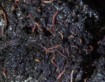 Žížaly mají podobný podíl na světové produkci potravin jako Rusko, říkají vědci