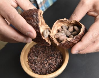 Čokoláda by podle analytiků mohla kvůli nedostatku kakaa ještě zdražit