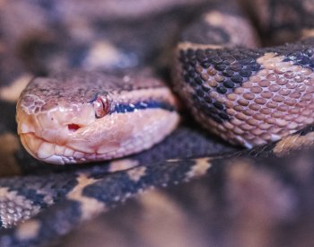 Australští vědci přišli na to, že samice hadů mají klitoris