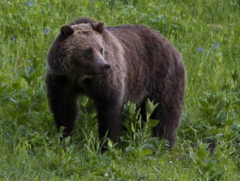 Grizzly v kanadských horách zabil dva turisty, správci parku jej usmrtili