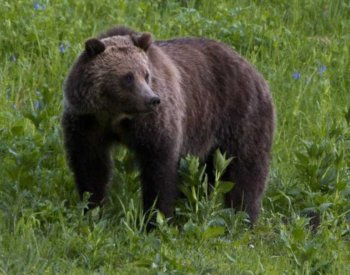 Grizzly v kanadských horách zabil dva turisty, správci parku jej usmrtili