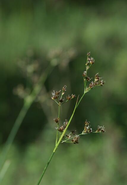 Vědci našli v Podyjí rostlinu, kterou tam naposledy popsali před 100 lety