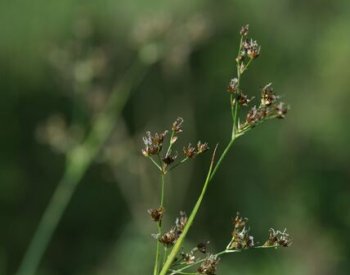 Vědci našli v Podyjí rostlinu, kterou tam naposledy popsali před 100 lety