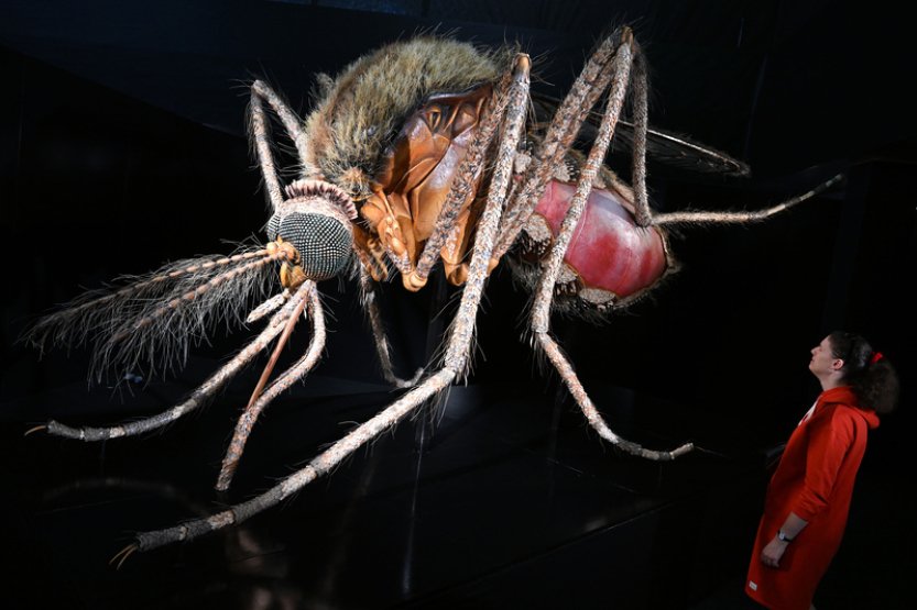 Výstava Megabrouci představuje propracované modely hmyzu