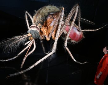 Výstava Megabrouci představuje propracované modely hmyzu