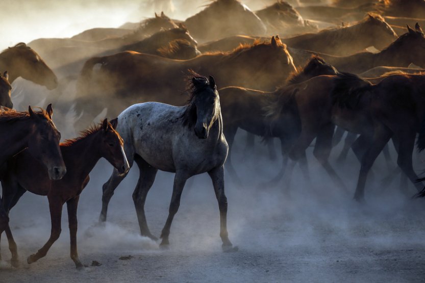 Francouzi jedí stále méně koňského masa, loni porazili 5252 koní