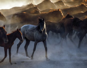 Francouzi jedí stále méně koňského masa, loni porazili 5252 koní
