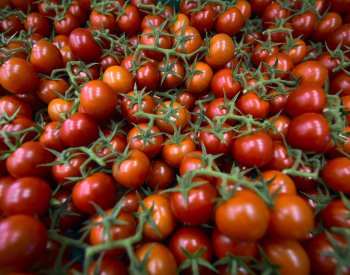 Zelináři letos očekávají stejnou úrodu jako loni, vývoj cen nelze odhadnout