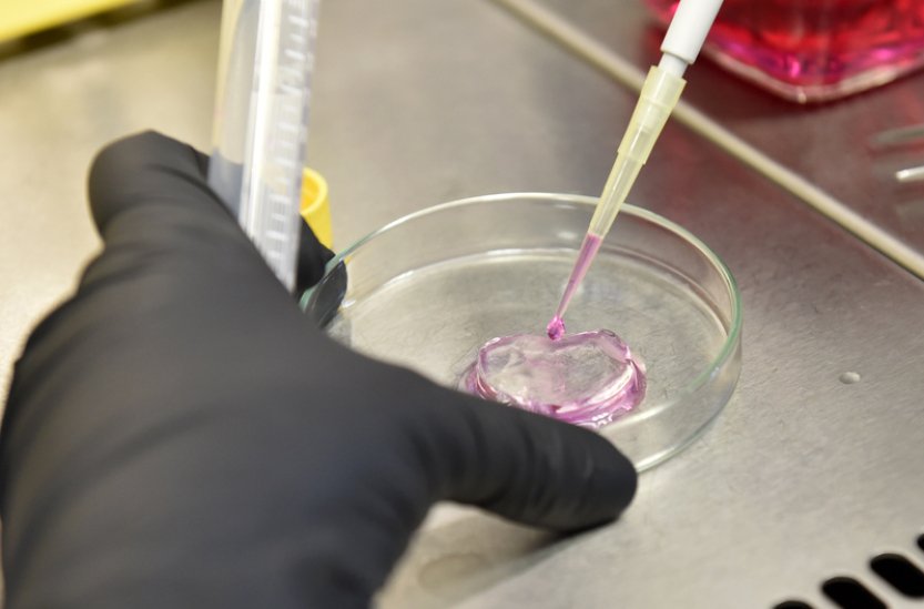 V mražených pelmeních v Písku byla salmonela, prodalo se jich téměř 500 kg