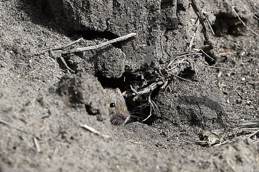 Hrabošů s podzimem přibývá, nejhorší situace je na Moravě