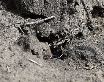 Hrabošů s podzimem přibývá, nejhorší situace je na Moravě