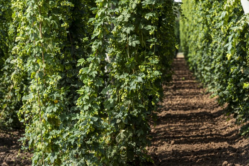 Růst teplot a sucha snižují kvalitu aromatického chmele v Evropě, zjistili vědci