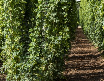 Růst teplot a sucha snižují kvalitu aromatického chmele v Evropě, zjistili vědci