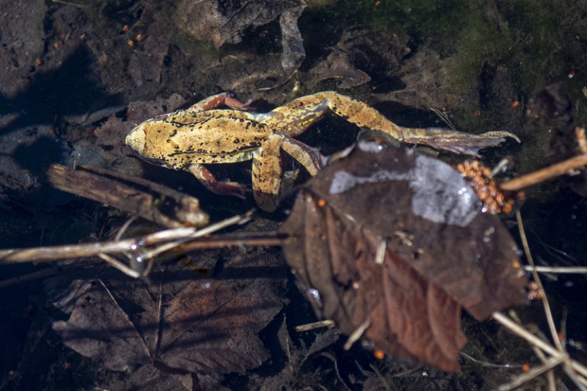Samičky žab někdy předstírají smrt, aby se vyhnuly páření, zjistili vědci