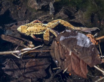 Samičky žab někdy předstírají smrt, aby se vyhnuly páření, zjistili vědci