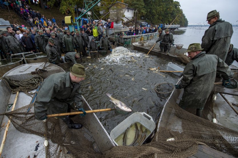 Rybáři začnou s výlovem největšího českého rybníka Rožmberk, kapra nezdražili