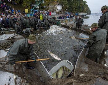Rybáři začnou s výlovem největšího českého rybníka Rožmberk, kapra nezdražili