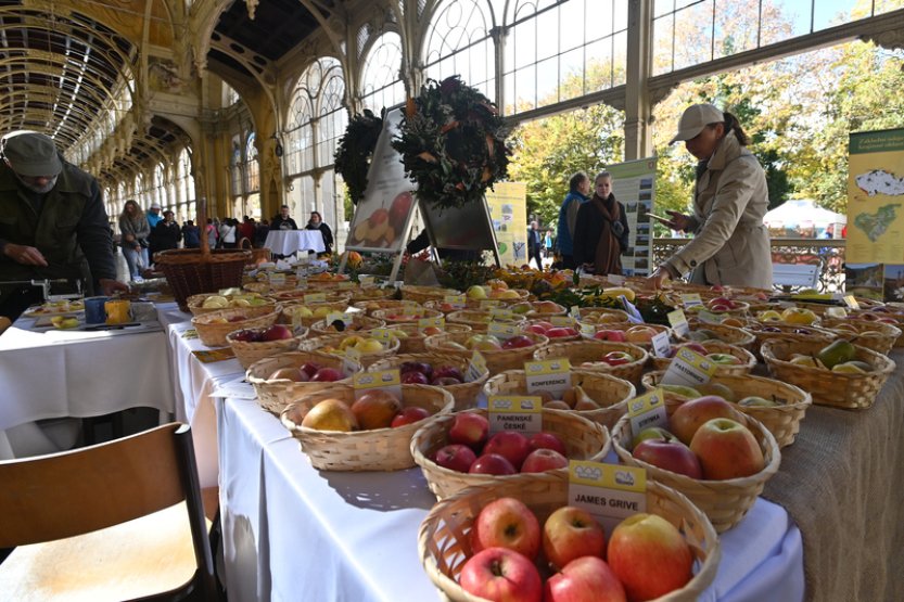 V Mariánských Lázních se předvedlo přes sto regionálních odrůd jablek