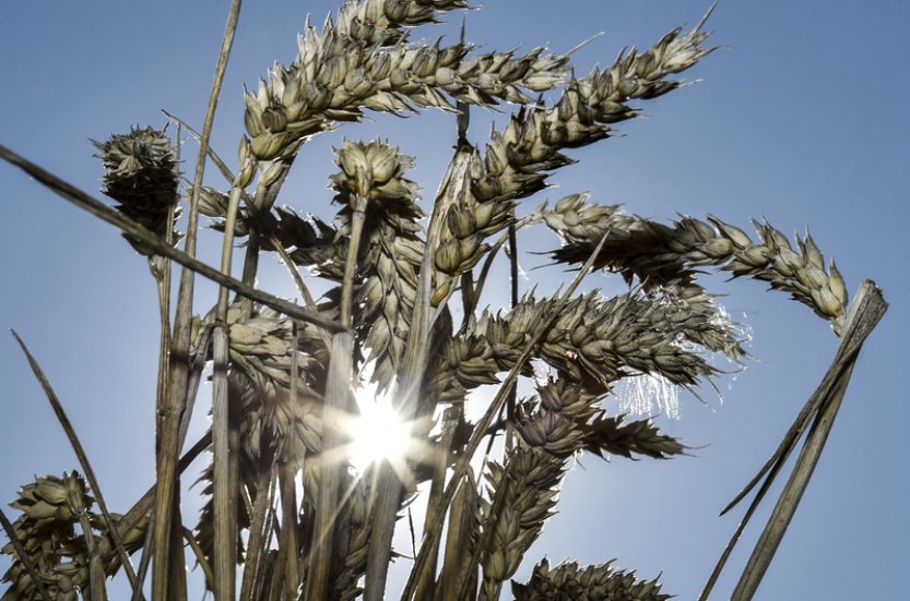 Ceny většiny výrobců v září rostly, v zemědělství zpomalil pokles cen