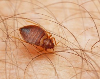 SZÚ: V ČR roste poptávka po hubení štěnic, situace ale není nijak dramatická