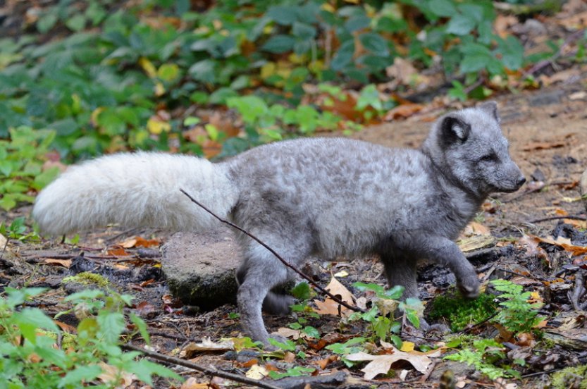 Děčínská zoologická zahrada v opravené expozici nově chová lišku polární