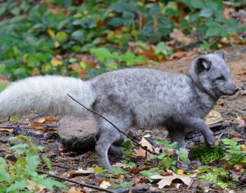 Děčínská zoologická zahrada v opravené expozici nově chová lišku polární