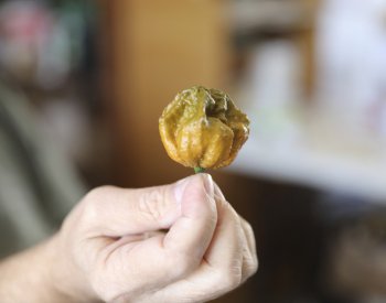Svět má nové nejpálivější chilli, Pepper X má sílu 2,69 milionu SHU