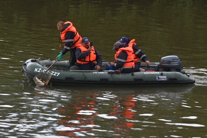 Na soutoku Odry a Olše hynou ryby, dle ČIŽP možná kvůli nedostatku kyslíku