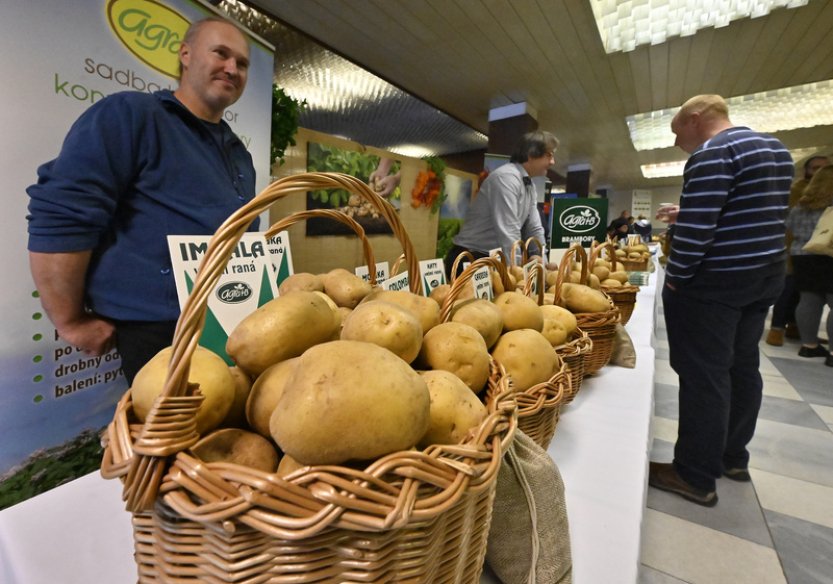 Brambor se v Česku urodilo až o pětinu méně, vyšší cena může snížit spotřebu