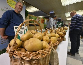 Brambor se v Česku urodilo až o pětinu méně, vyšší cena může snížit spotřebu