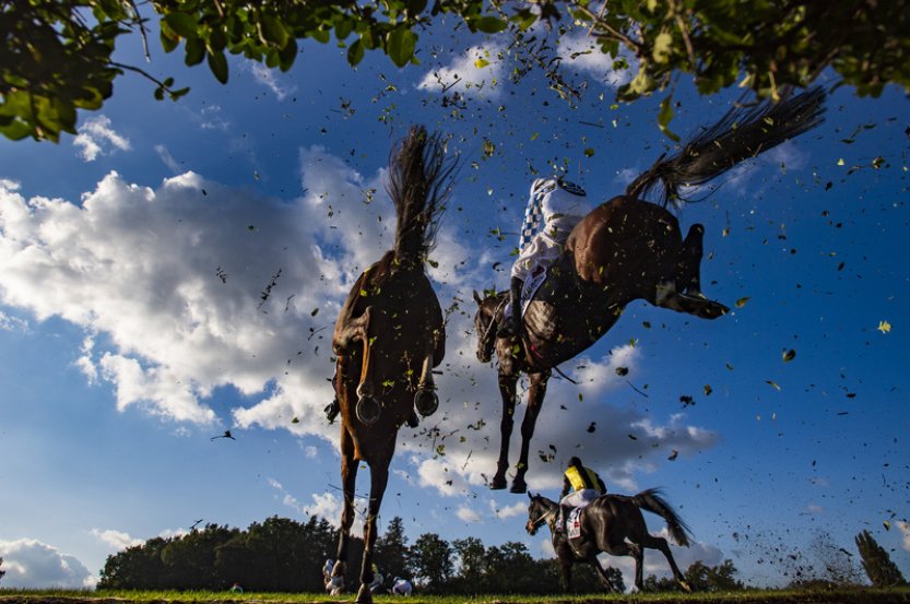 Expertní skupina: Smrt koně na Taxisu nebyla způsobená parametry překážky