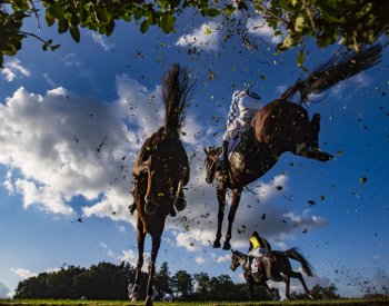 Expertní skupina: Smrt koně na Taxisu nebyla způsobená parametry překážky