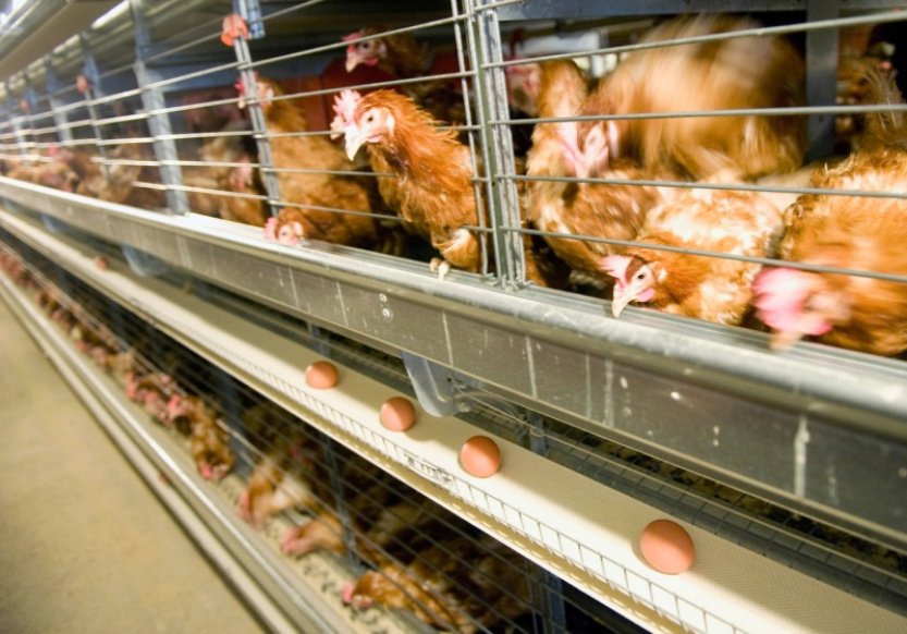 Průzkum: Zákaz individuálních klecí v chovech podporuje 84 procent Čechů