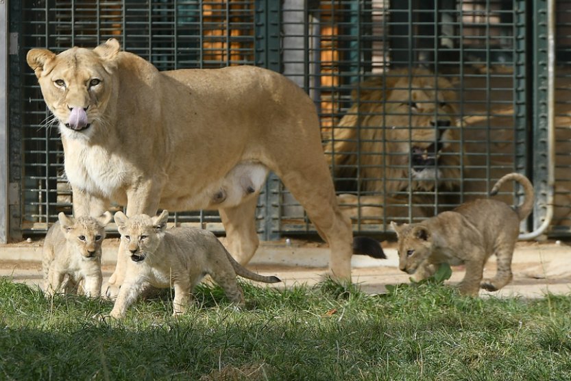 Desetitýdenní lví čtyřčata v zoo v Plzni mají jména a už se ukazují návštěvníkům