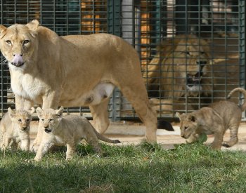 Desetitýdenní lví čtyřčata v zoo v Plzni mají jména a už se ukazují návštěvníkům