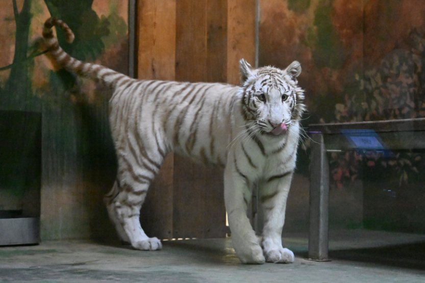 Bílá tygřice opustila hodonínskou zoo v dobrém stavu