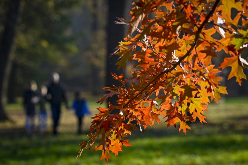 AFP: Se změnami klimatu hmyz stále déle vzdoruje podzimu