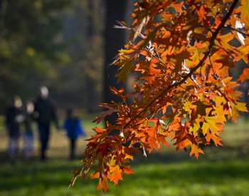 AFP: Se změnami klimatu hmyz stále déle vzdoruje podzimu