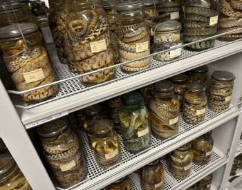 Michiganská univerzita může přepsat rekord po zisku tisíců hadích exemplářů