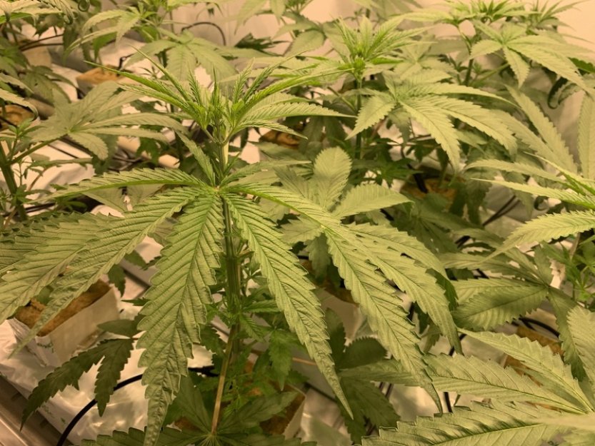 Policie v hradeckém kraji dopadla drogový gang, mohl si vydělat miliony