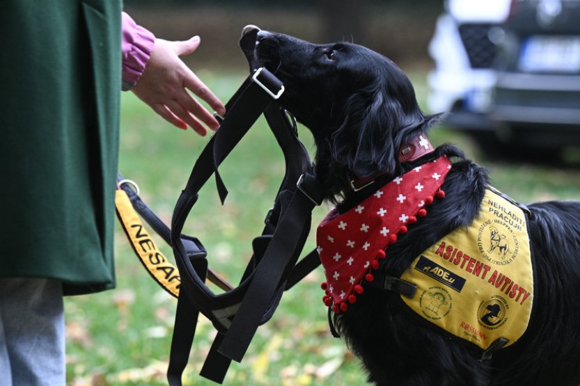 Ocenění v anketě Statečné psí srdce získalo za rok 2022 pět psů
