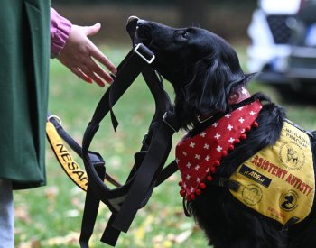 Ocenění v anketě Statečné psí srdce získalo za rok 2022 pět psů