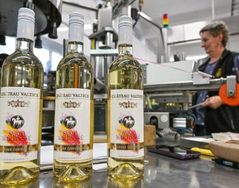 Vinaři lahvují svatomartinská vína, někteří už první letošní víno prodávají