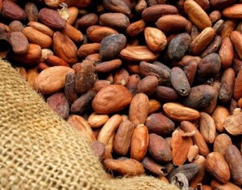 Cena kakaa se kvůli obavám z nedostatečné produkce vyšplhala nejvýše za 44 let