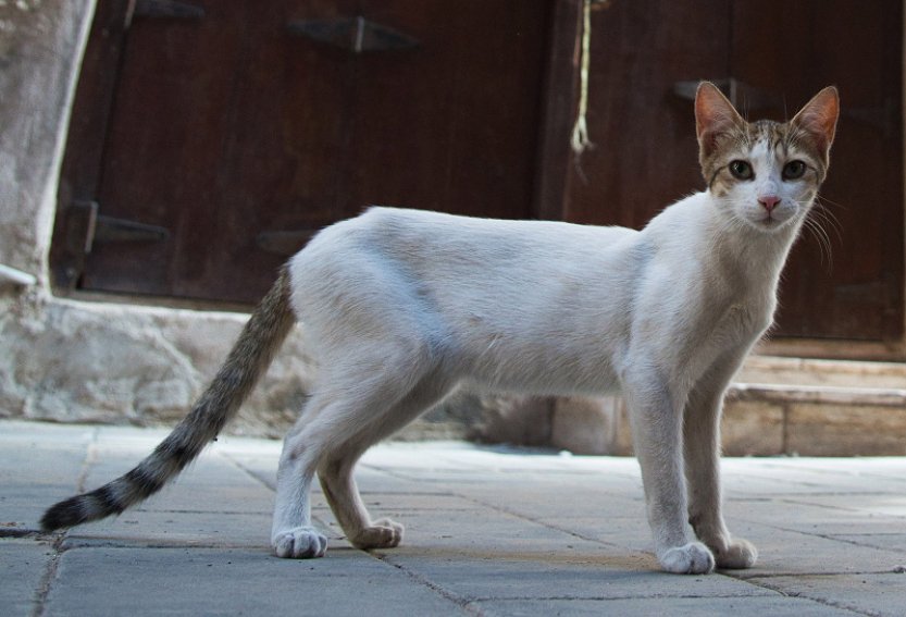 Čínská policie zachránila 1000 koček, jež měly být usmrceny a zpracovány na maso