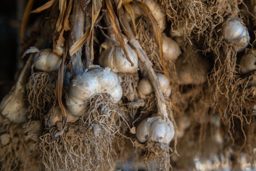 Více než polovina českých domácností si pěstuje ovoce a zeleninu