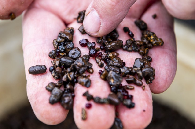 Český granát z Litoměřicka míří k zákazníkům v tuzemsku i zahraničí