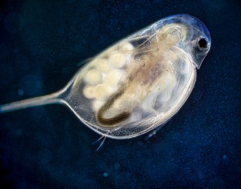 Vědci objevili v milovické rezervaci vzácnou perloočku, v Česku nový druh korýše