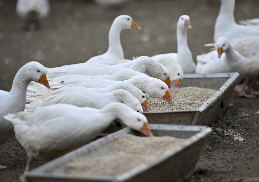 Farma v Rohozné vykrmila okolo 1500 svatomartinských hus, už jsou prodané